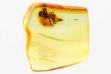 Detailed Fossil Dagger Fly (Empididae) In Baltic Amber #381338-1